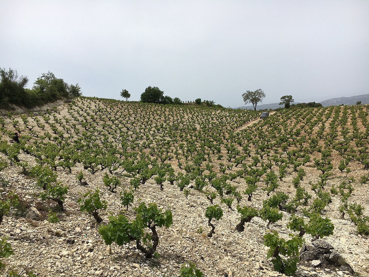 TreasureTrove-VineMuseum.jpg